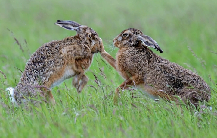 difference between rabbit and hare difference between rabbit and hare