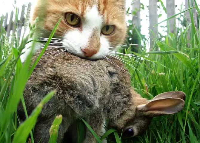 will a cat eat a rabbit