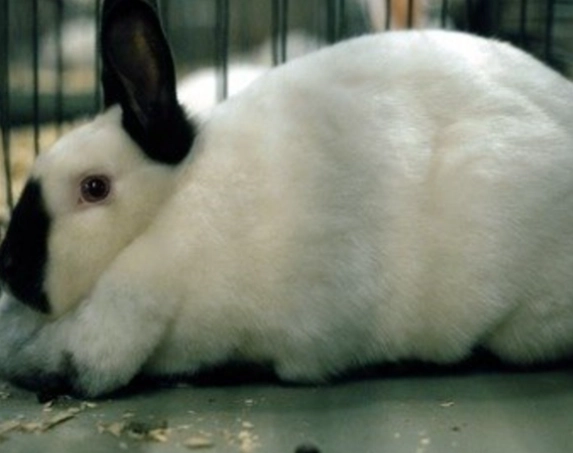 are Californian rabbits good pets
