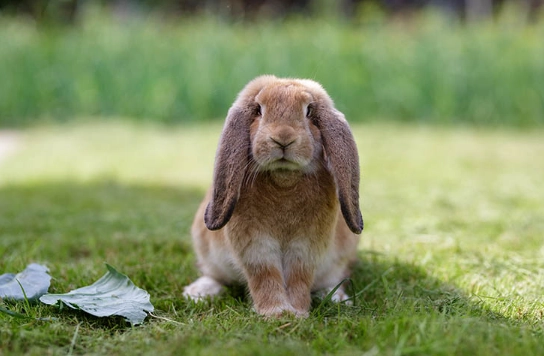 rabbit behavior thumping