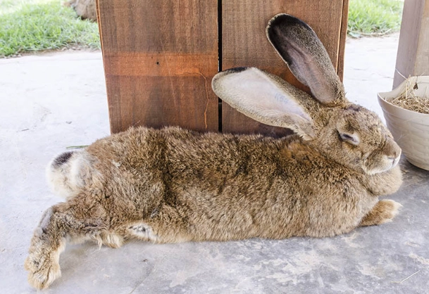 Flemish Giant rabbit cost