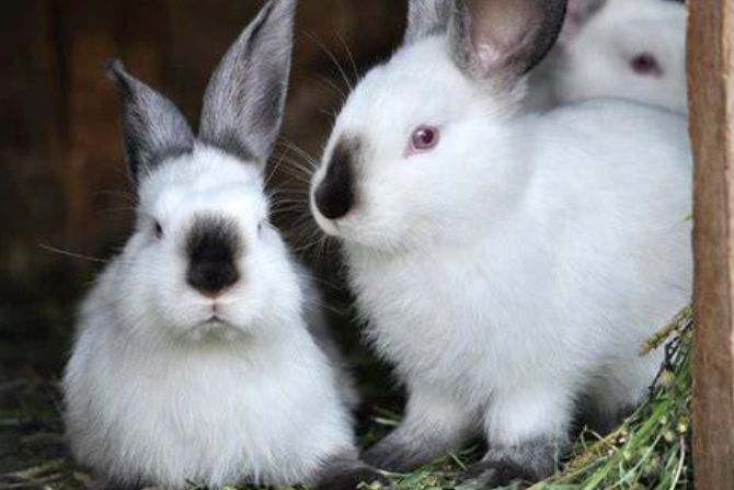 Californian rabbit pet