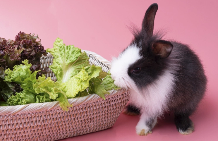 rabbit safe vegetables rabbit safe vegetables