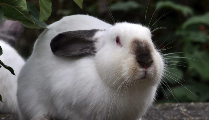 Californian rabbit pet