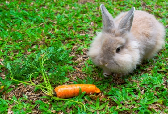 rabbit diet