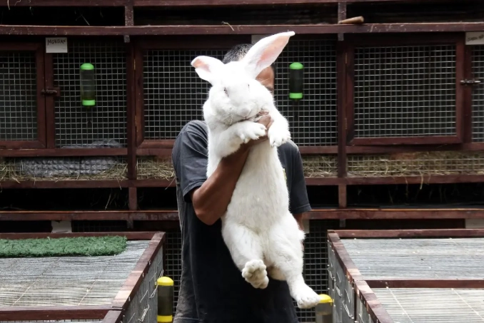 giant rabbit pet