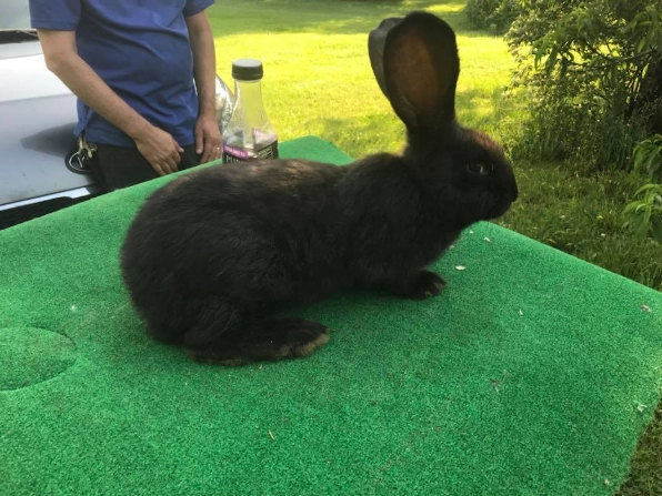 Flemish Giant vs Continental Giant