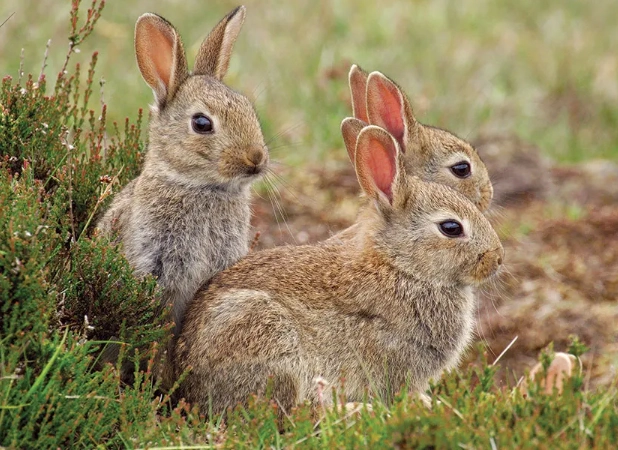 hare vs rabbit hare vs rabbit