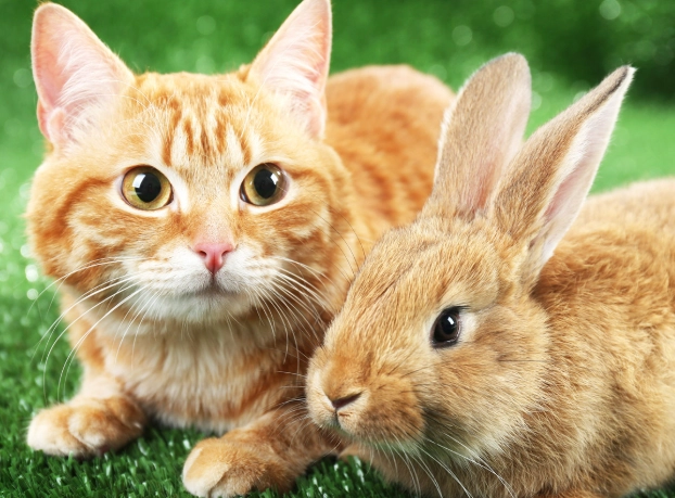 cat and rabbit together