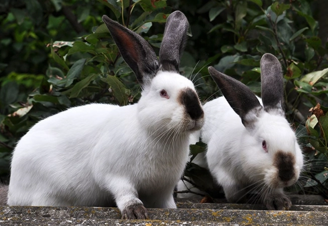 Californian rabbit cost