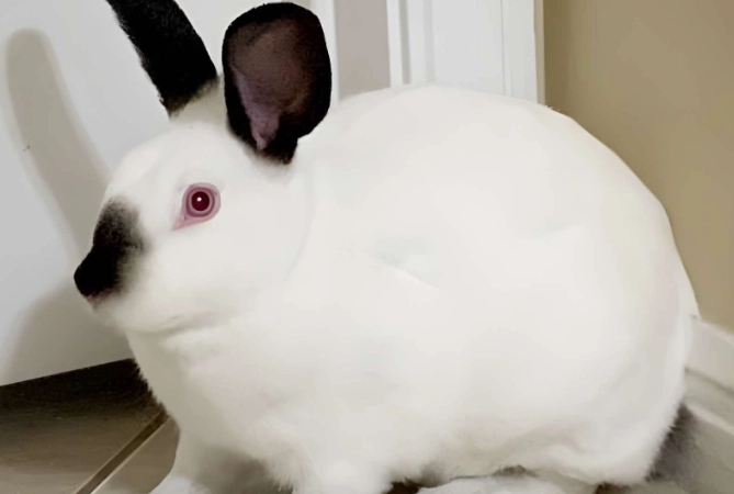 Californian rabbit care