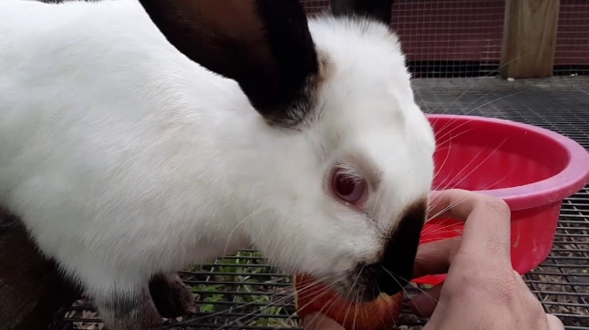 how long do Californian rabbits live