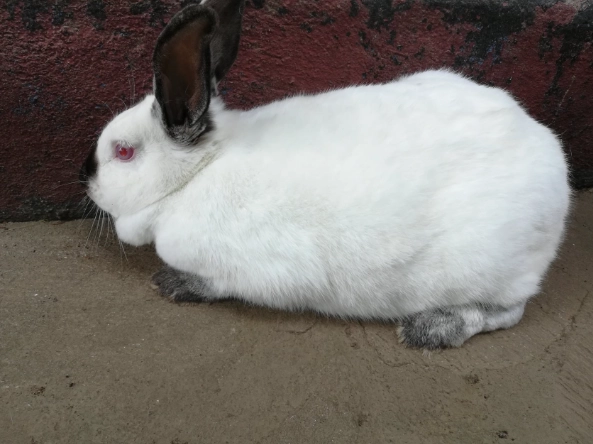 are Californian rabbits good pets
