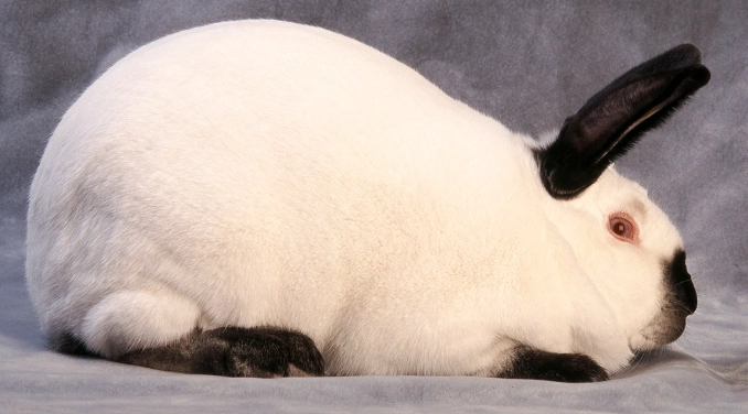 how much does a Californian rabbit weigh