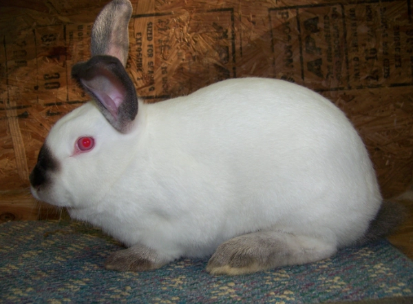 Californian rabbit meat production