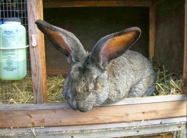 Continental Giant rabbit size