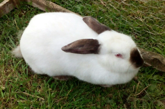 Californian rabbit care