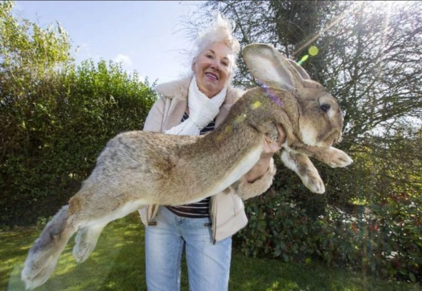 Rabbit breeds for families Rabbit breeds for families