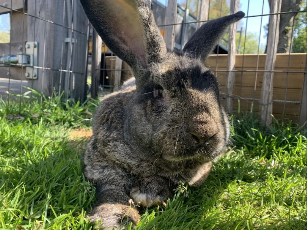 how much is a Flemish Giant rabbit