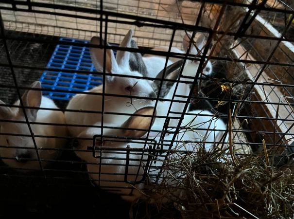 Californian rabbit meat