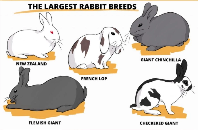 largest breed of rabbit