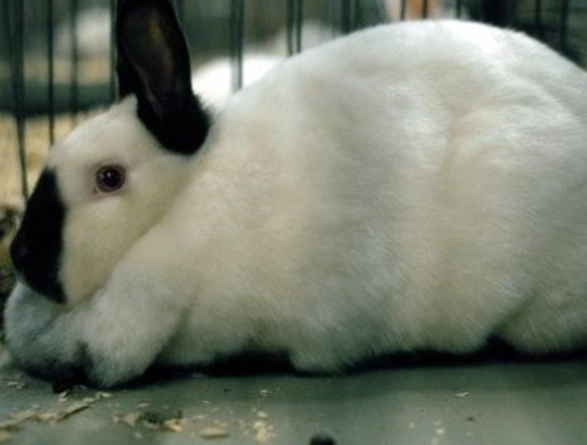 Californian rabbit temperament