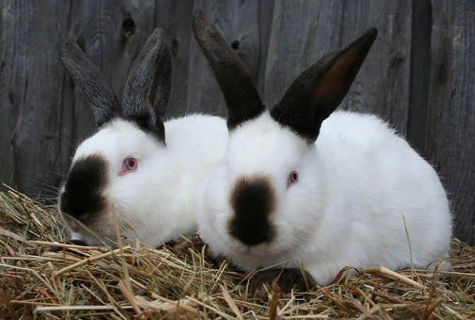 Californian rabbit care