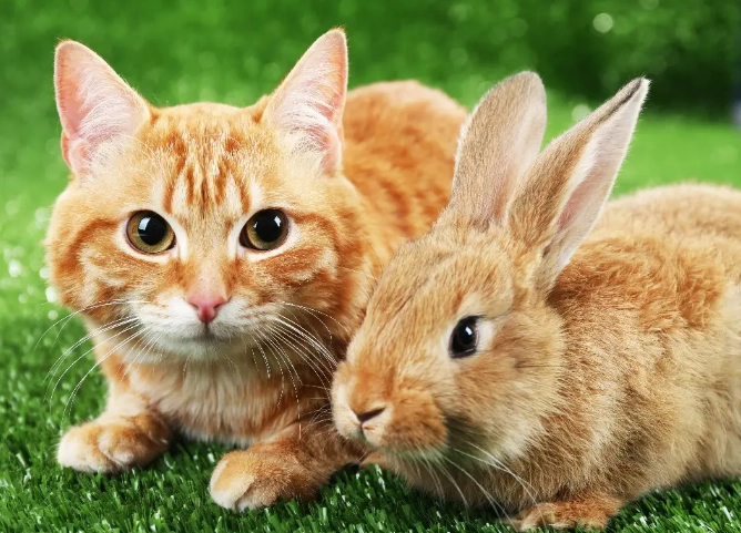 cat and rabbit breeding