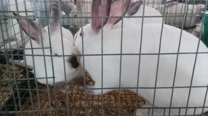 how much are Californian rabbits