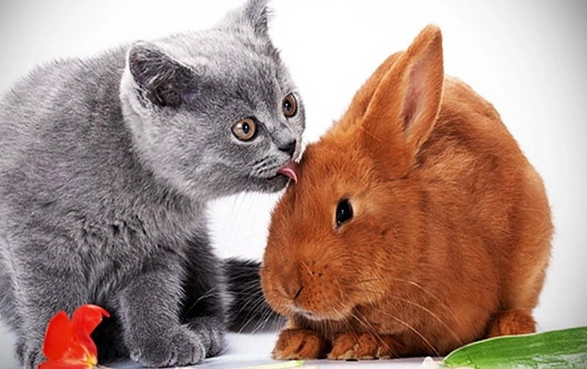 cat and rabbit breeding