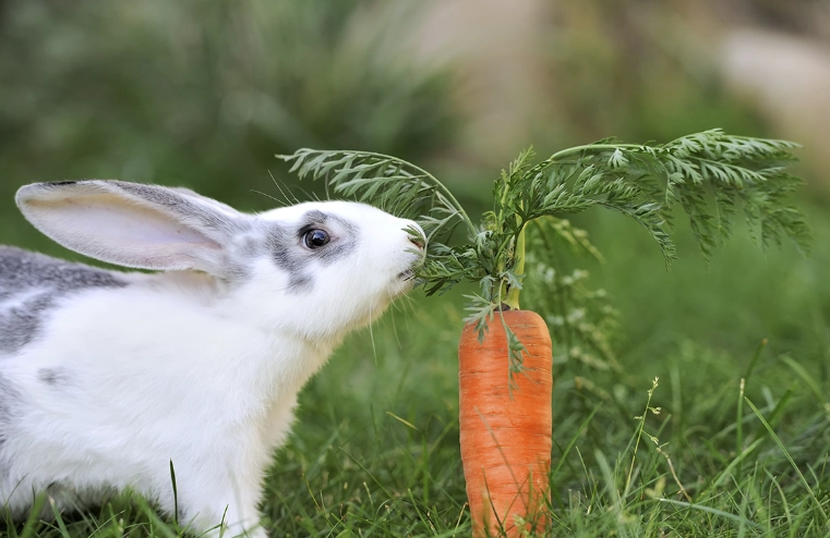 what vegetables can rabbits eat