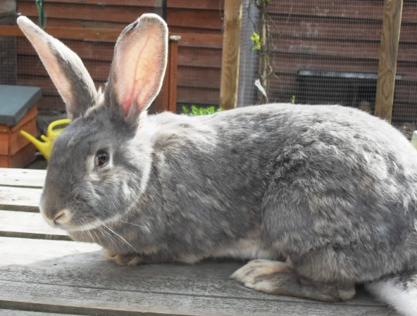 Continental Giant rabbit size