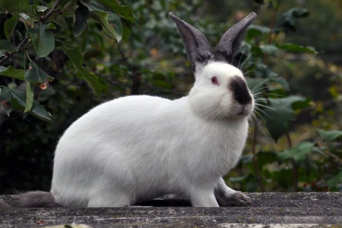 how long do Californian rabbits live