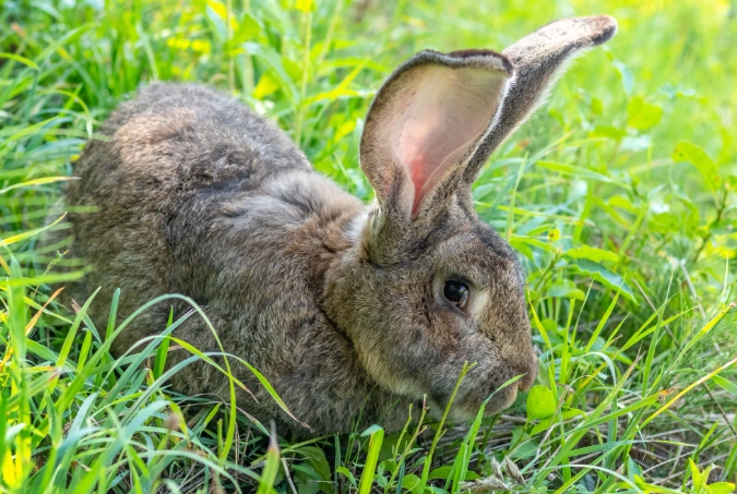 British Giant rabbit care