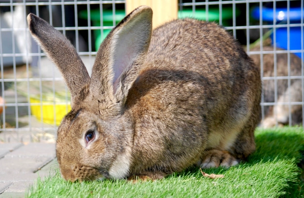 Flemish Giant rabbit cost