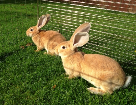 giant rabbit care