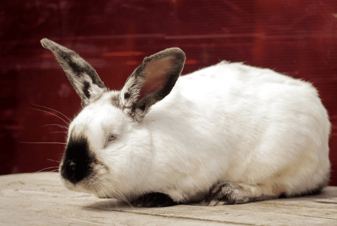 Californian rabbit breeders