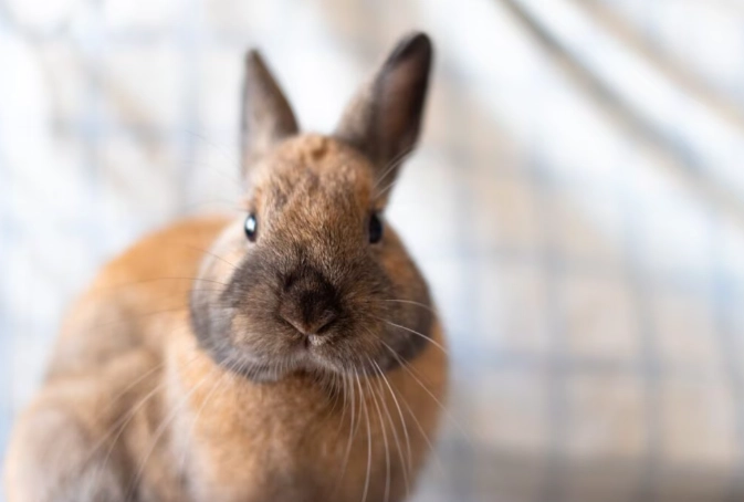 Californian rabbit price