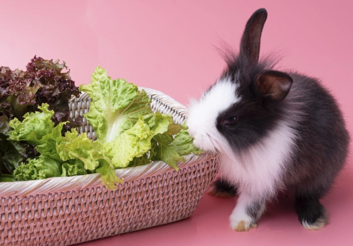 what vegetables can rabbits eat