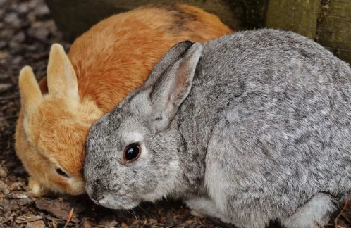 are rabbits omnivores