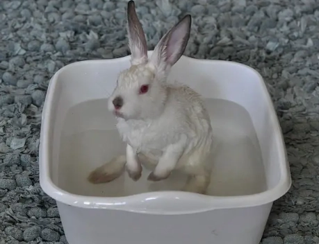 can rabbits get wet can rabbits get wet