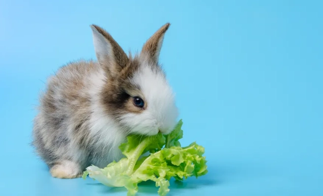 what rabbits can't eat what rabbits can't eat
