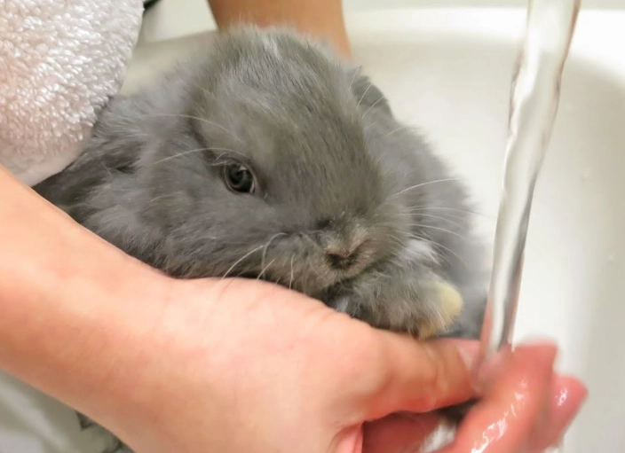how to clean a rabbit