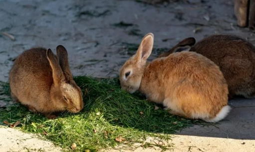 rabbit toxic foods rabbit toxic foods
