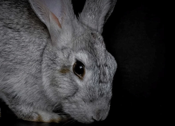 rabbit color blindness rabbit color blindness