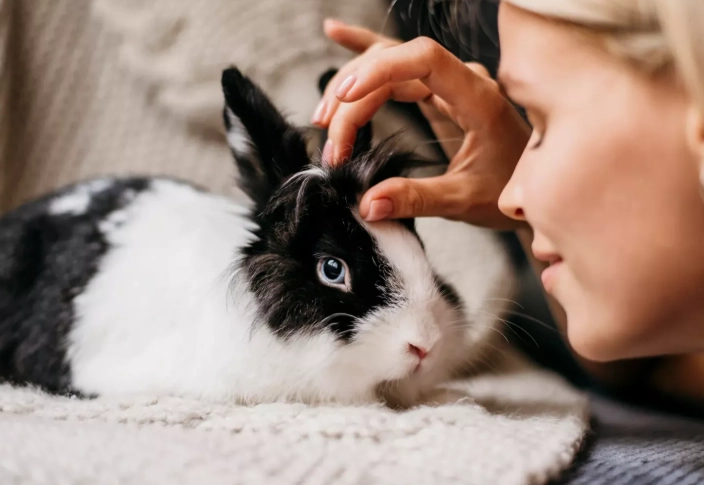 what colors do rabbits see