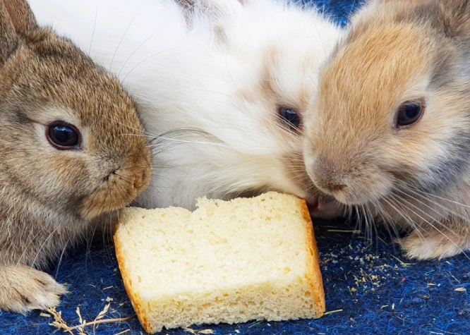 should rabbits eat bread