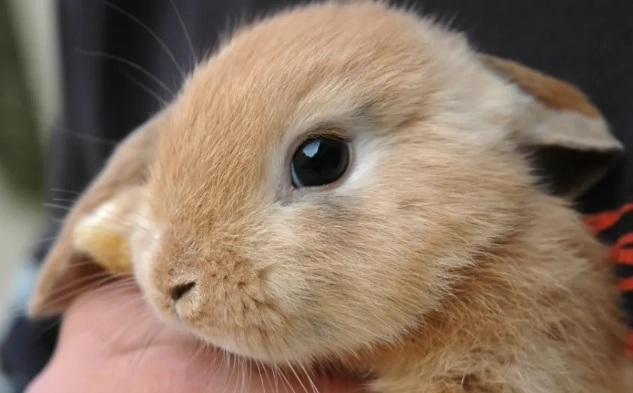 rabbit color blindness rabbit color blindness