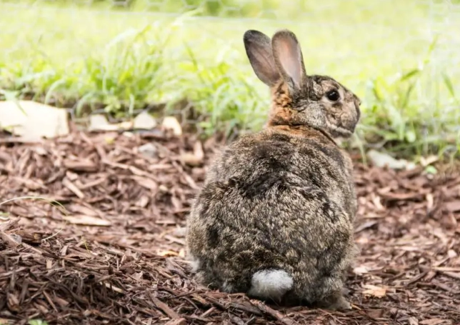 is rabbit poop good for plants