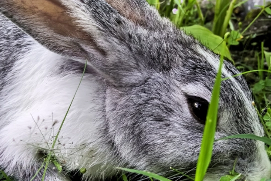 rabbit vision rabbit vision